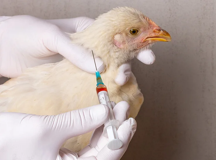 Poultry Vaccines 